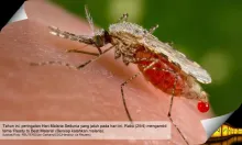 2018_08_malaria_01